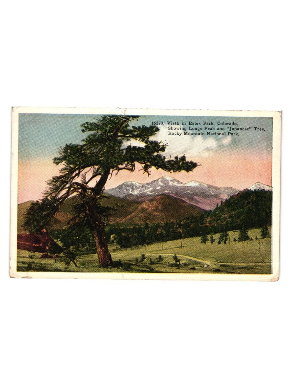 Vista In Estes Park Colorado Longs Peak Japanese Tree Rocky Mountain Postcard